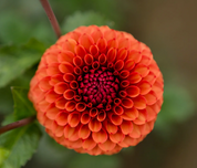 "Moody Harvest" Collection (Free Shipping)