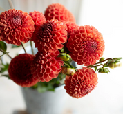 "Juicy Fruit" Collection (Free Shipping)