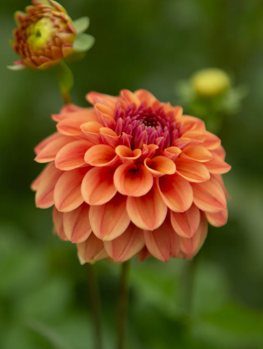 "Scents of Cinnamon" Collection (Free Shipping)