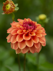 "Scents of Cinnamon" Collection (Free Shipping)