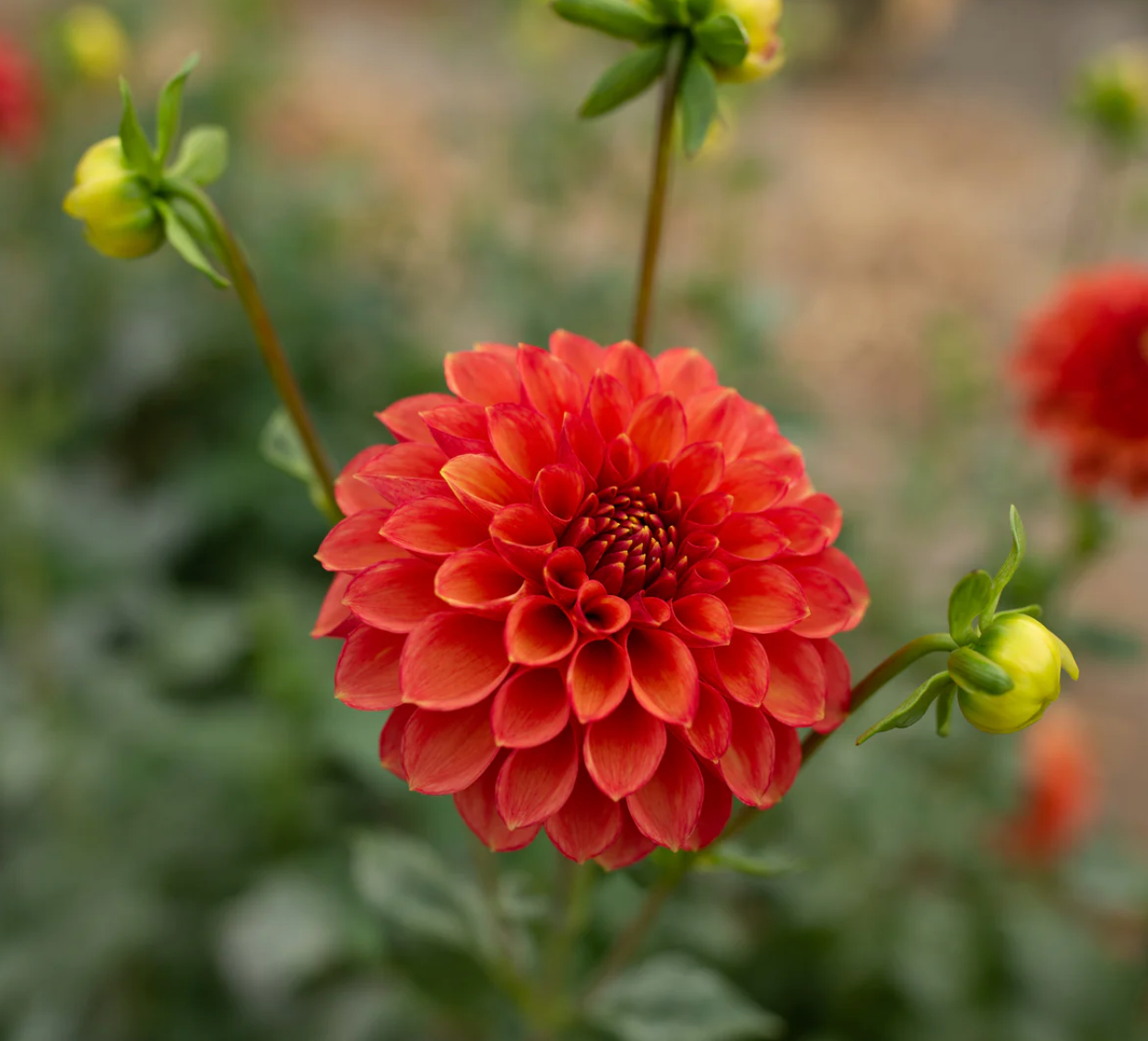 "Scents of Cinnamon" Collection (Free Shipping)