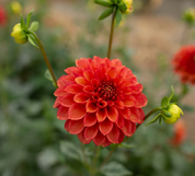 "Scents of Cinnamon" Collection (Free Shipping)