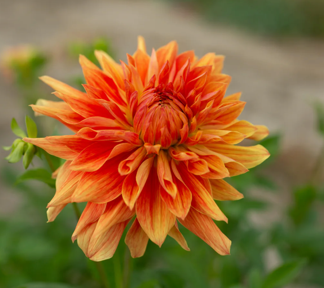 "Scents of Cinnamon" Collection (Free Shipping)