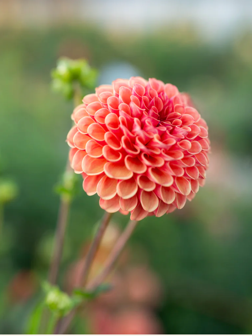 "Scents of Cinnamon" Collection (Free Shipping)