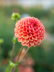 "Scents of Cinnamon" Collection (Free Shipping)