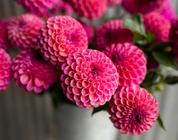 "Juicy Fruit" Collection (Free Shipping)