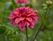 "Juicy Fruit" Collection (Free Shipping)