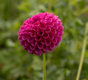 "Juicy Fruit" Collection (Free Shipping)