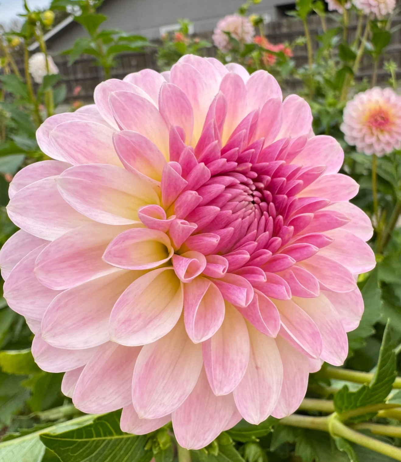 "Juicy Fruit" Collection (Free Shipping)