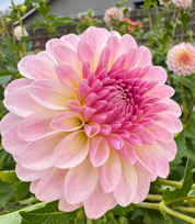 "Juicy Fruit" Collection (Free Shipping)