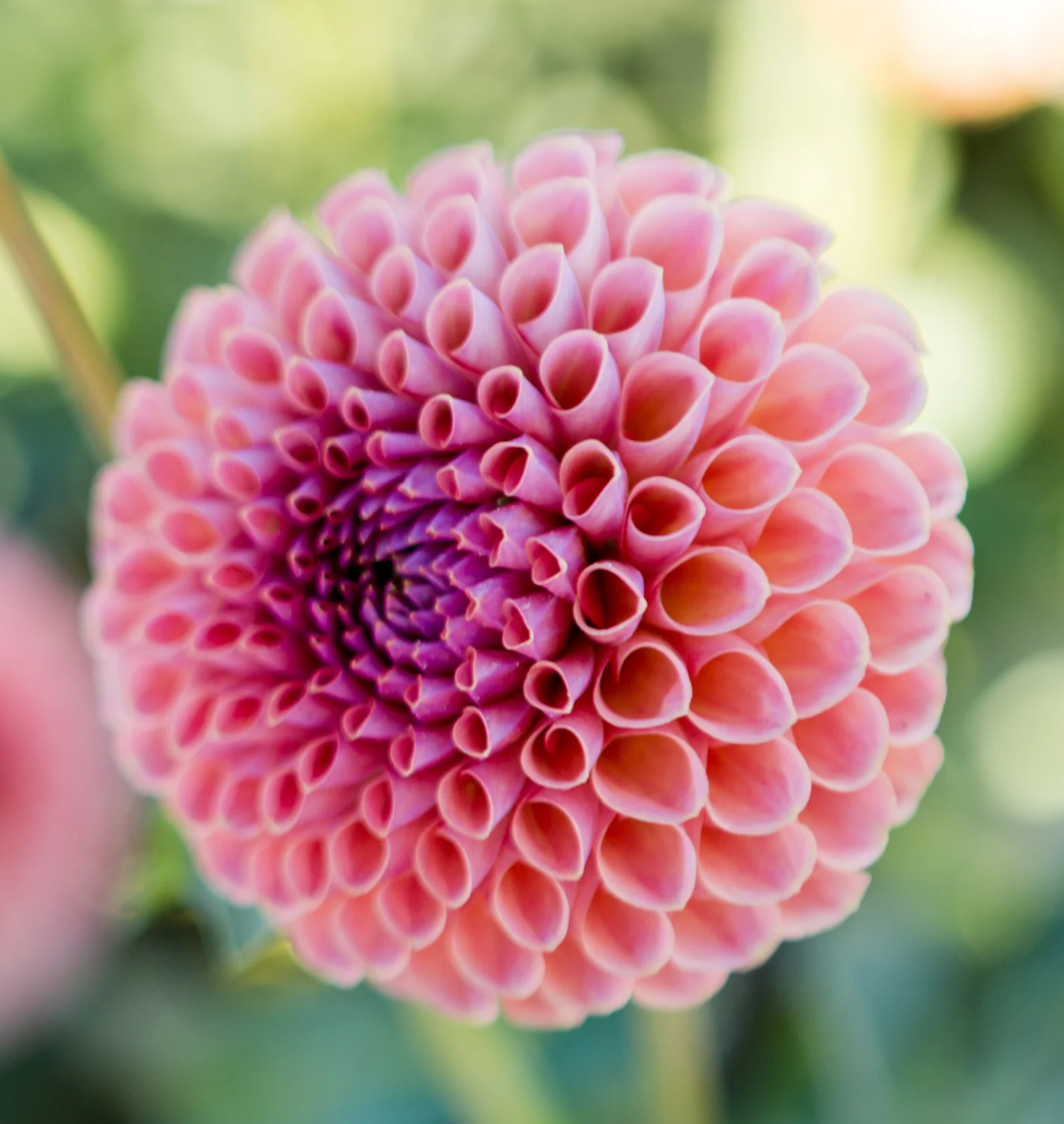 "Moody Harvest" Collection (Free Shipping)