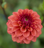 "Moody Harvest" Collection (Free Shipping)