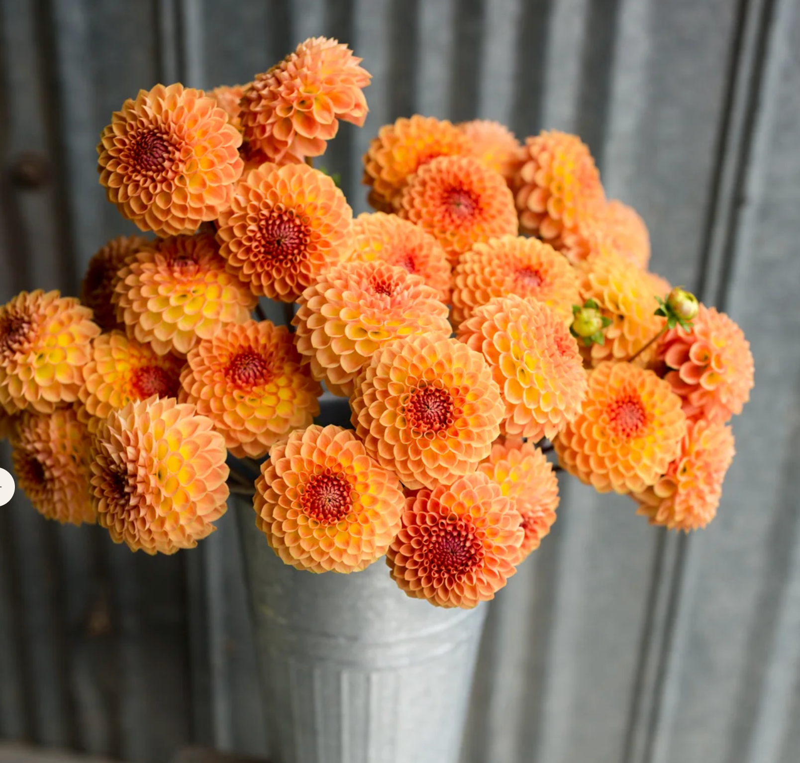 "Moody Harvest" Collection (Free Shipping)