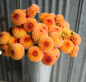 "Moody Harvest" Collection (Free Shipping)