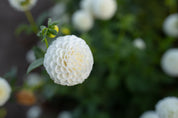 Hollyhill Snowdrop