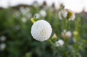 Hollyhill Snowdrop