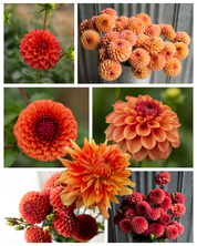 "Scents of Cinnamon" Collection (Free Shipping)