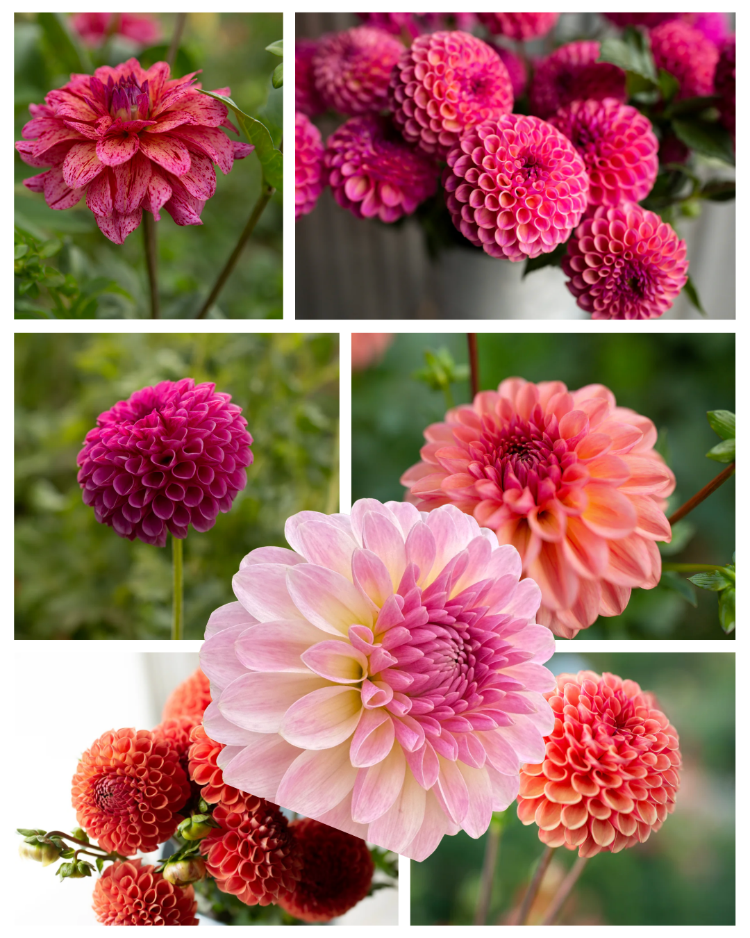 "Juicy Fruit" Collection (Free Shipping)