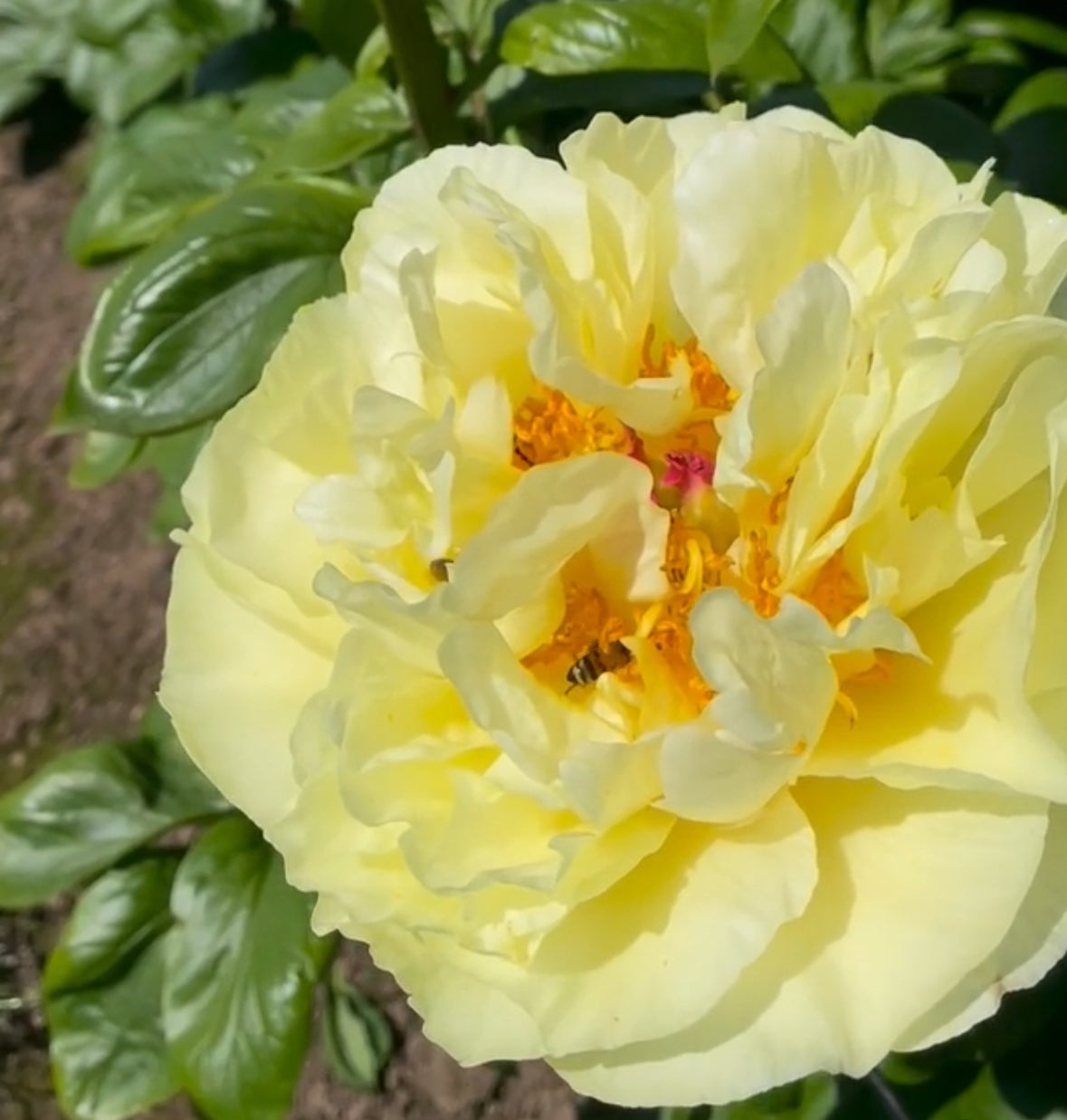peony_lemon_chiffon.jpg