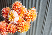 Bloomquist Candy Corn
