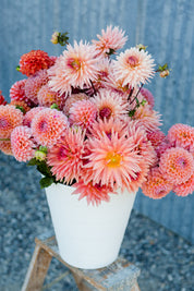 2026 Gift Certificate