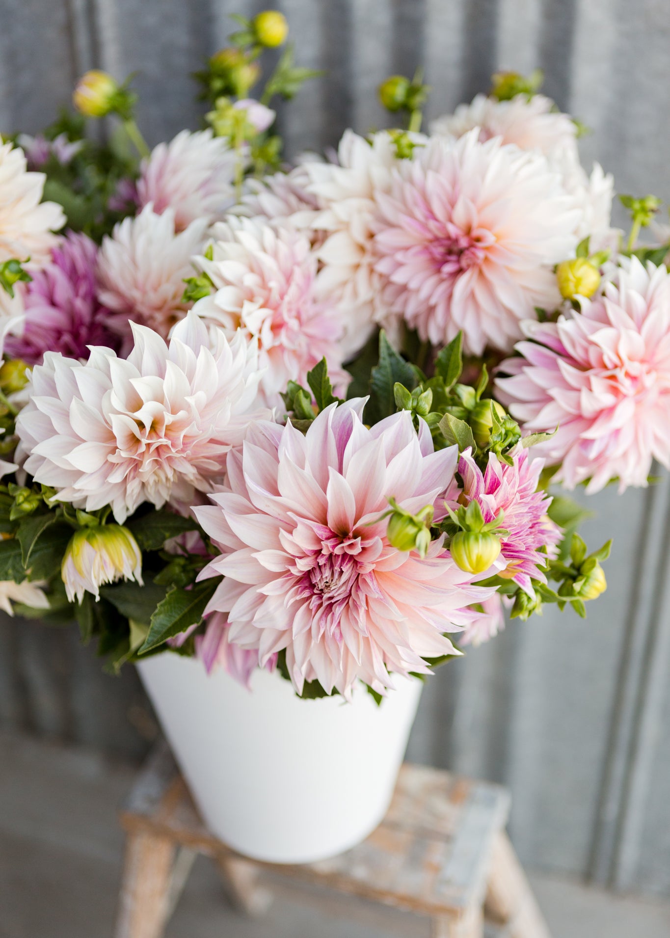 Dahlia_Buckets-105.jpg