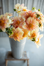 Apple Blossom