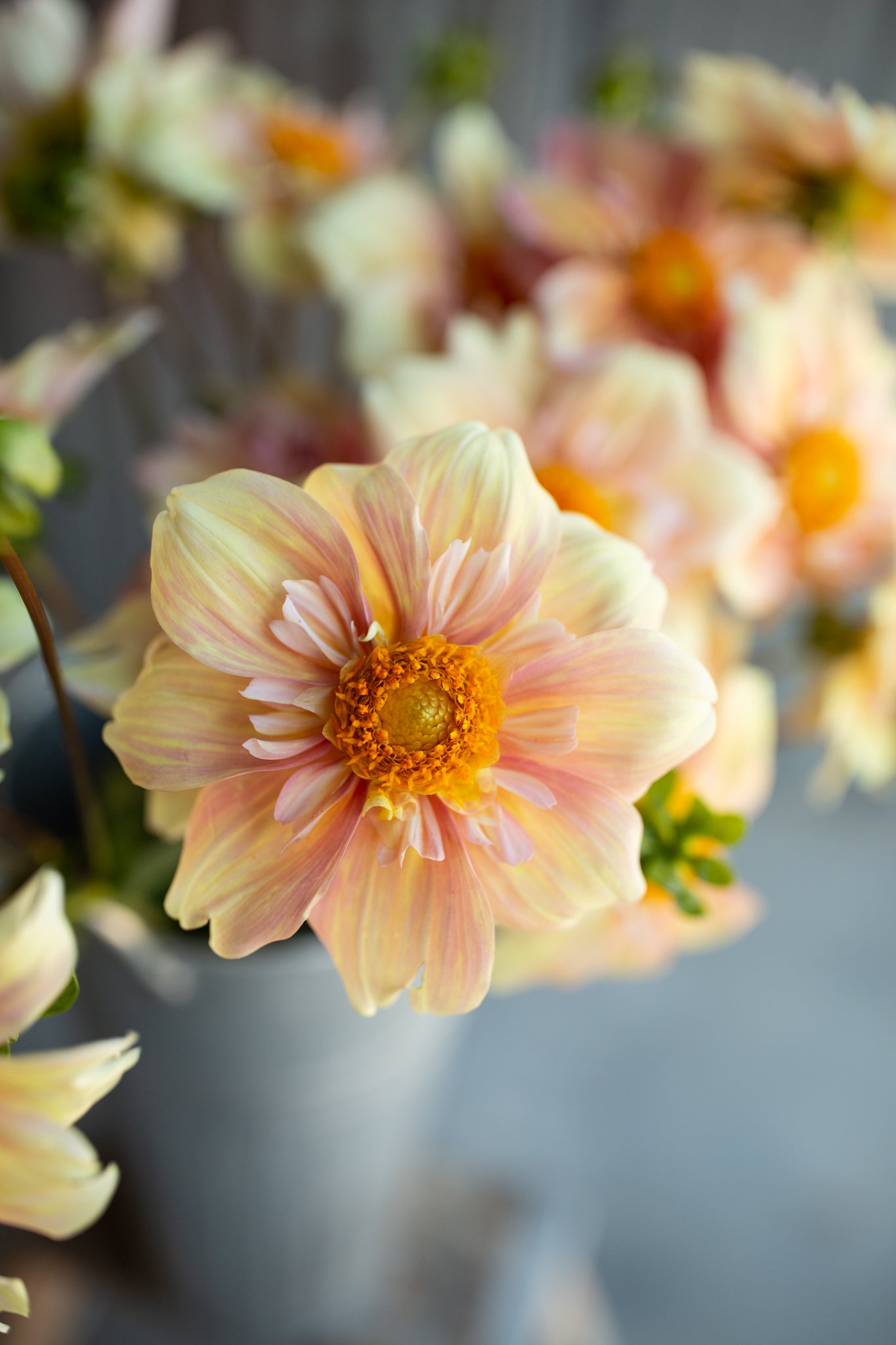 Apple Blossom – Columbia River Dahlias