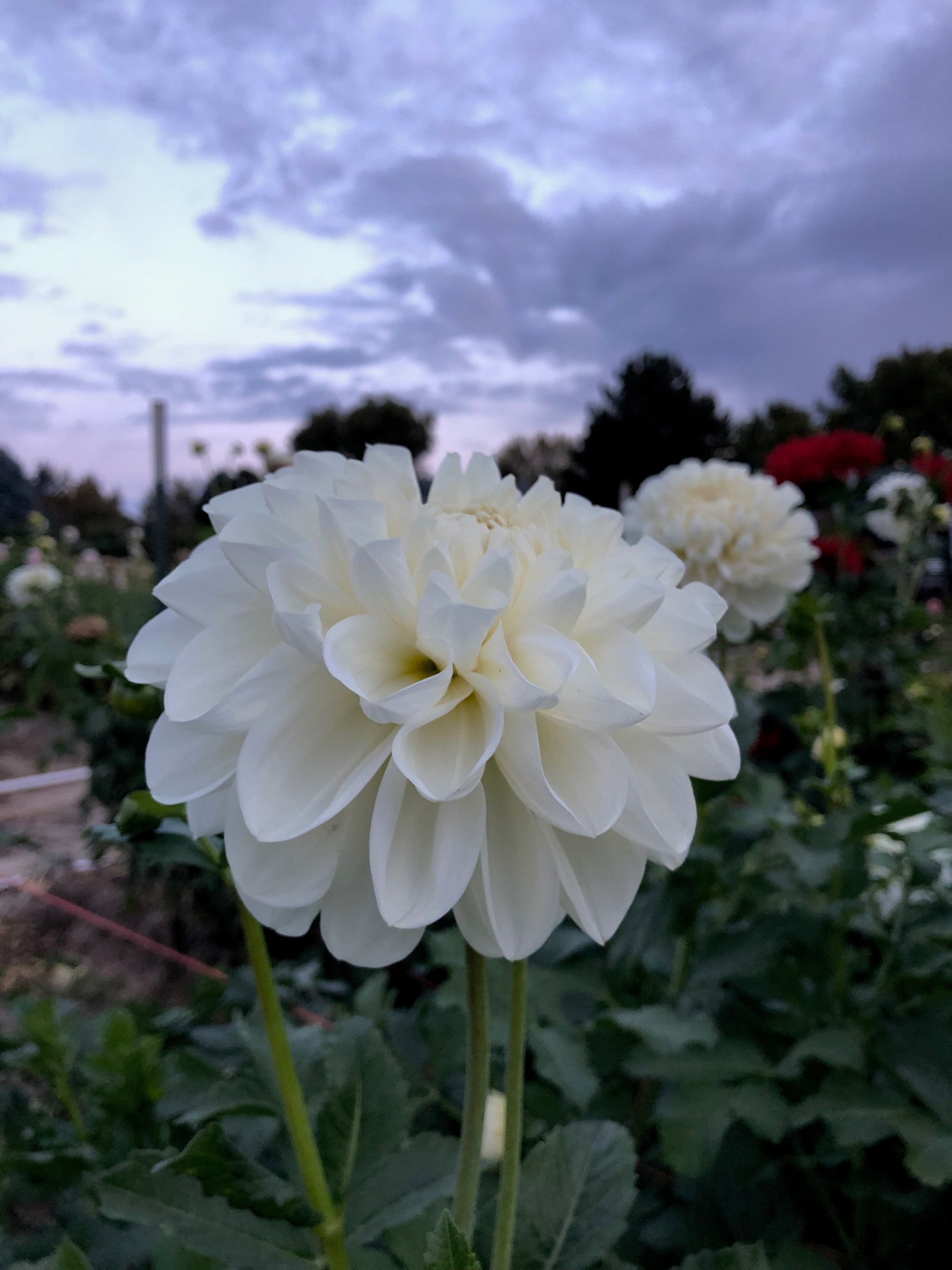 Solo – Columbia River Dahlias